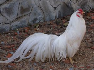 Top 11 các giống gà chọi trên thế giới đá sung mãn nhất hiện nay