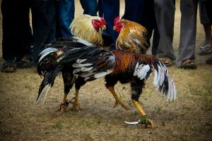 Top 8 những con gà chọi nổi tiếng nhất Việt Nam