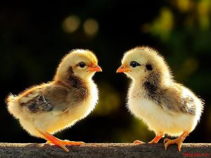 Giải đáp: Vì sao bạn nên chọn gà chọi con để nuôi ?