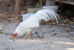 Nguồn gốc và các loại gà chọi ở Việt Nam