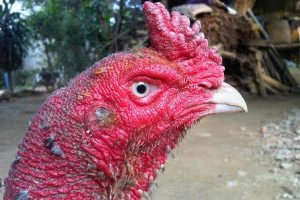9 Phương pháp làm cho gà chọi đỏ, da dày hơn hiệu quả