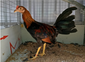 Tìm hiểu về nguồn gốc và lịch sử gà butcher đá cựa sắt