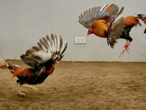 da-ga-cua-dao-mon-the-thao-yeu-thich Đá gà cựa dao môn thể thao yêu thích của anh em