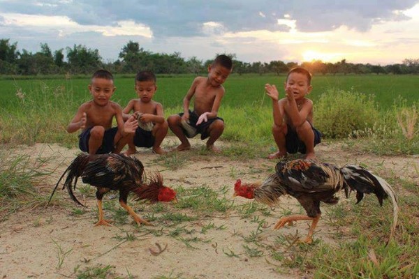 Các phong cách chiến đấu của gà chọi Việt Nam