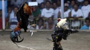 lich-su-da-ga-cua-dao Lịch sử đá gà cựa dao
