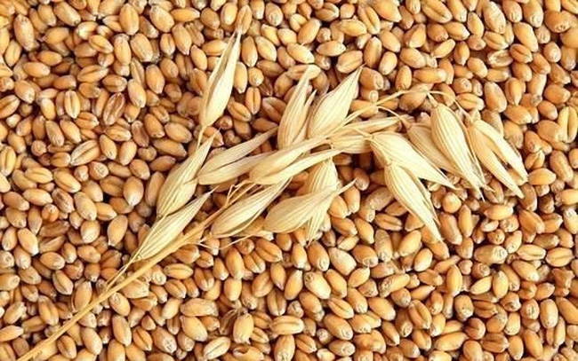 lua-mi-la-thuc-an-cho-ga-da Lúa mì là thức ăn yêu thích cho gà đá
