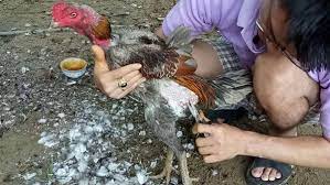 quy-trinh-tia-long-ga-da-cua-sat Quy trình tỉa lông gà đá cựa sắt