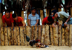 Gà Cuban-Tất cả những điều bạn cần biết về dòng gà chọi đặc biệt này