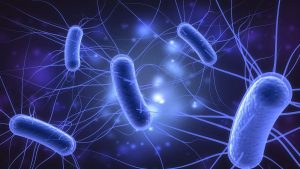 bệnh Ecoli ở gà: Nguyên nhân, triệu chứng và cách điều trị