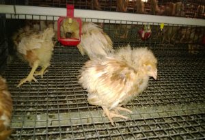 benh-bumboro-o-ga-la-gi Bệnh Gumboro ở gà là gì ?