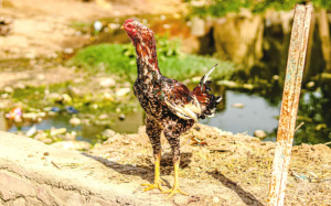 Gà chọi shamo - Thiên tài trong làng gà chọi