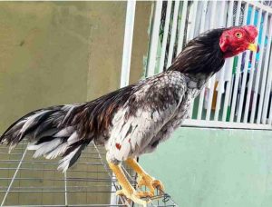 Gà chọi shamo - Thiên tài trong làng gà chọi