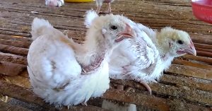 nguyen-nhan-benh-gumboro-o-ga Bệnh Gumboro ở gà là gì ?