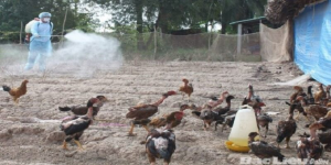 bệnh Ecoli ở gà: Nguyên nhân, triệu chứng và cách điều trị