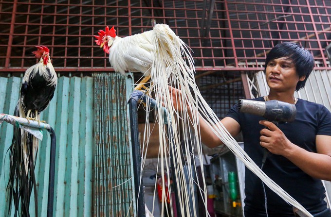 Cách chăm sóc gà tre cảnh đuôi dài