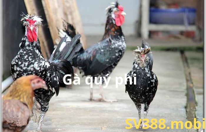 TỐP 5 GIỐNG GÀ ĐẮT NHẤT VIỆT NAM 