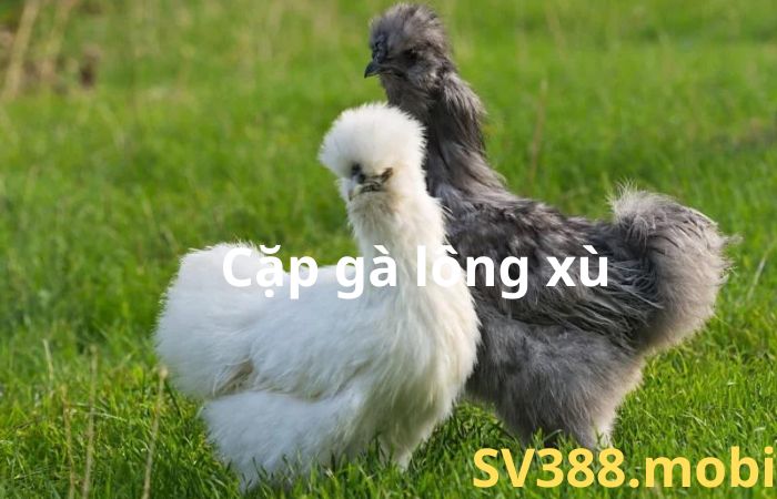 giống gà đắt nhất Việt Nam