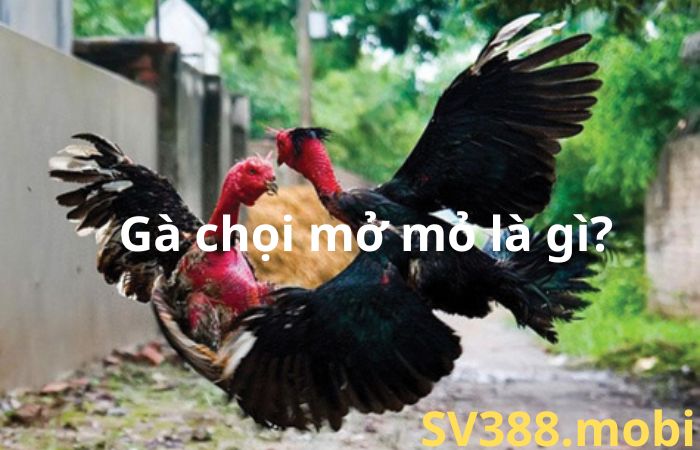 Gà chọi mở mỏ là gì?