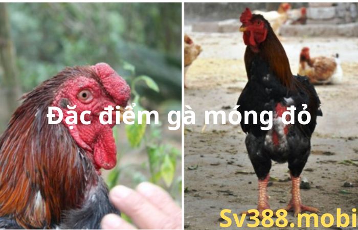 Gà móng đỏ là gì? Cách nuôi gà móng đỏ hiệu quả