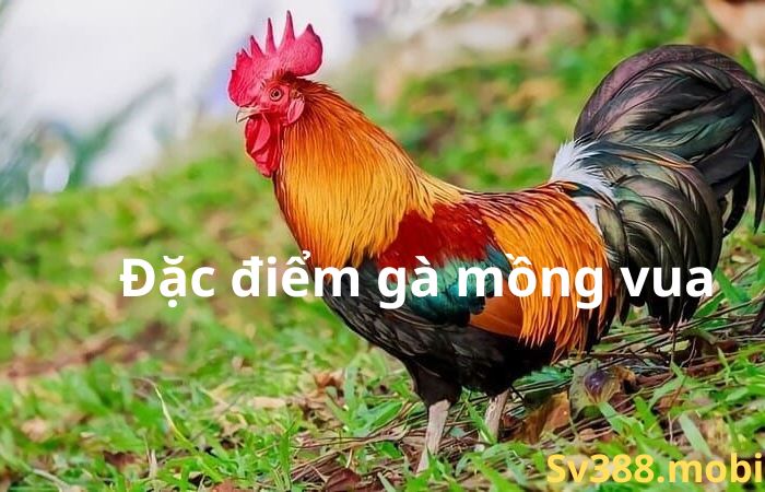 GÀ MÀO VUA – LOẠI GÀ LAI ĐỘC ĐÁO VÀ ĐẸP MẮT