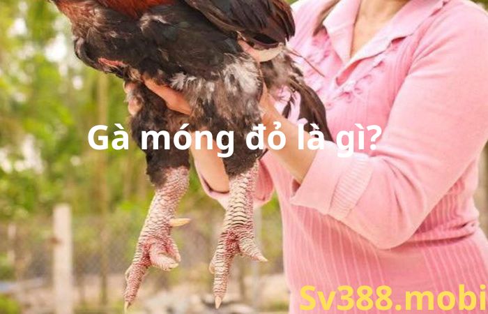 Gà móng đỏ là gì? Cách nuôi gà móng đỏ hiệu quả